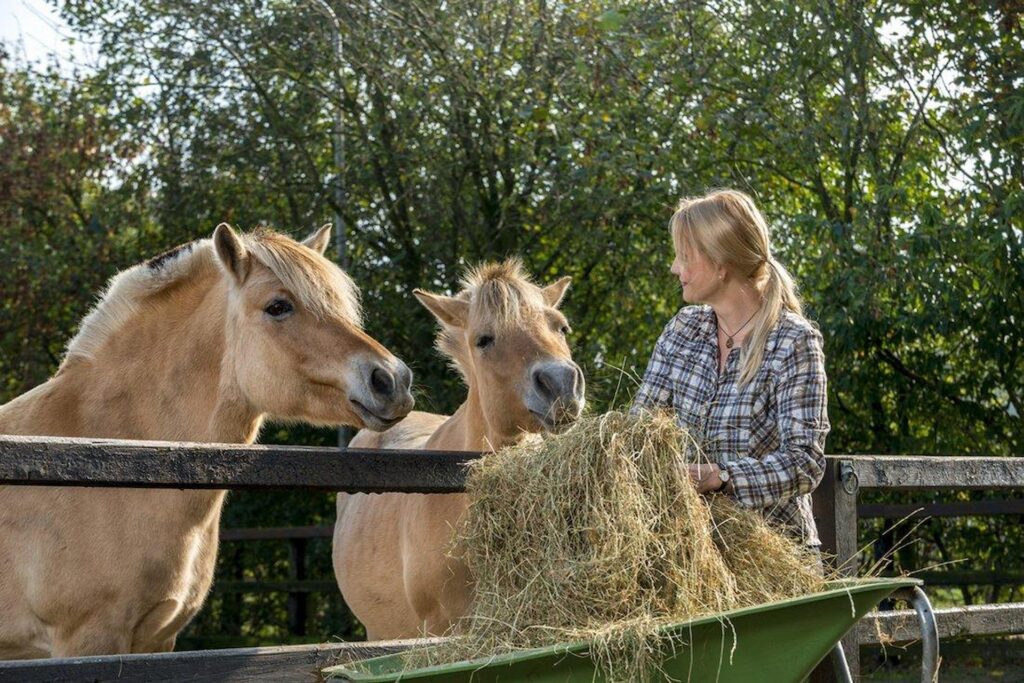 Horse Supplements