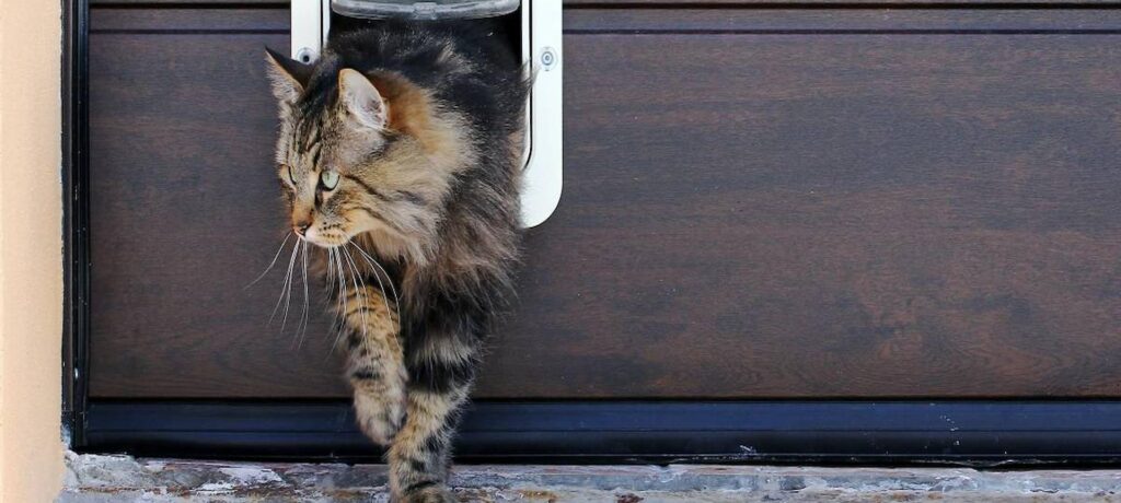 Finding the Best Cat Flap Fitters: Tips for Pet Owners